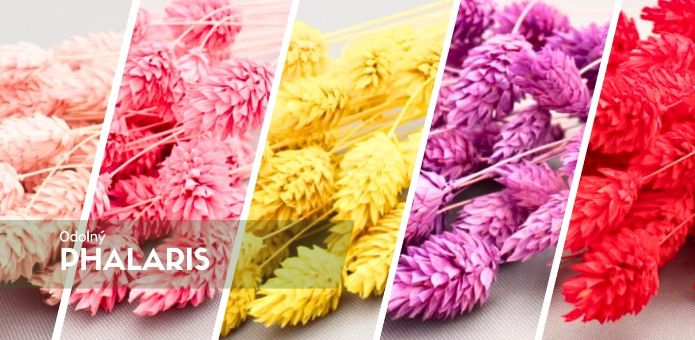 Sušený Phalaris (Chrastice) – přírodní elegance pro vaše dekorace